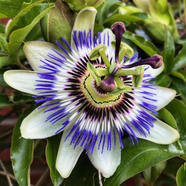 Photo bluecrown_passionflower_passiflora_caerulea_blue