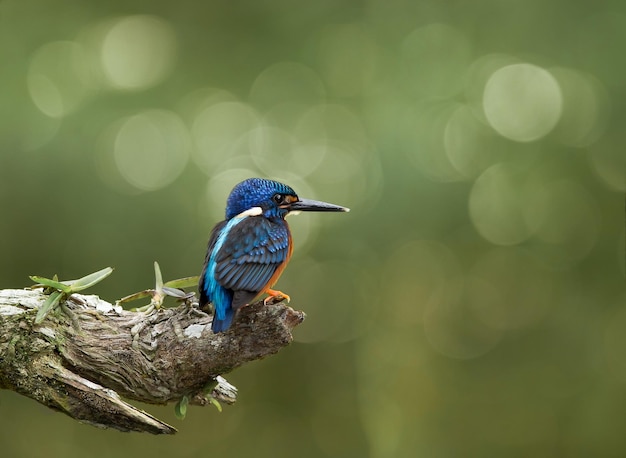 Blueeared Kingfisher Alcedo meninting sur une branche d'arbre