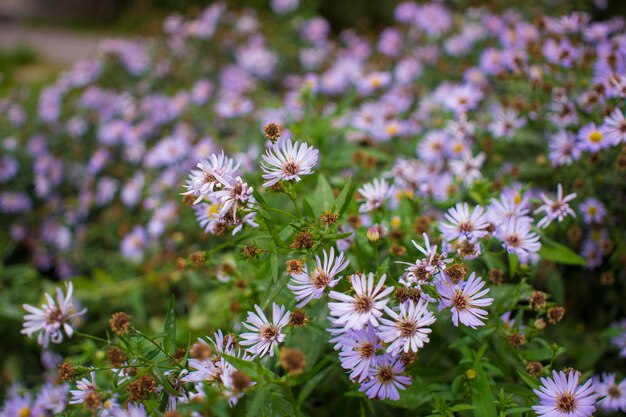 Blueish Aster Tongolensis Famille Compositae