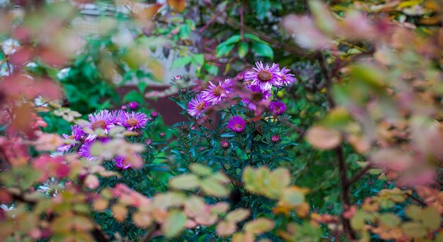 Blueish Aster Tongolensis Famille Compositae