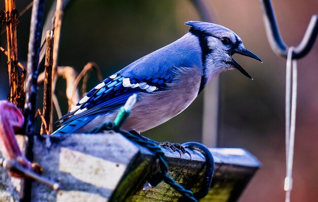 Photo un bluejay atterrit sur le pont de la cour arrière