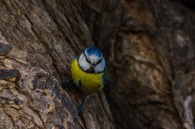 Bluetit sur une écorce d'arbre