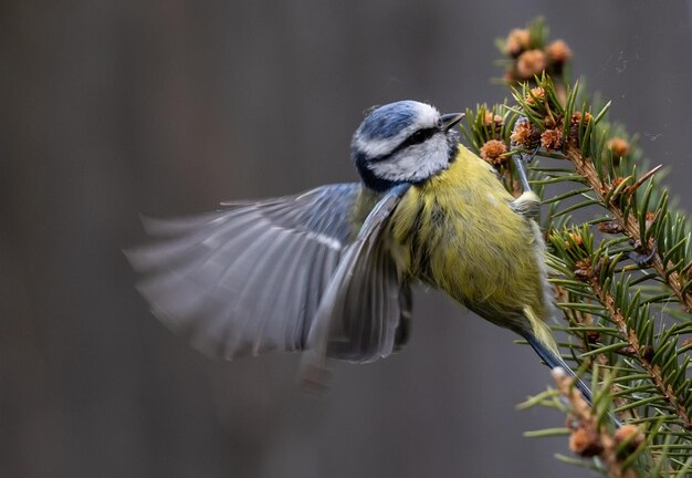 bluetit00025