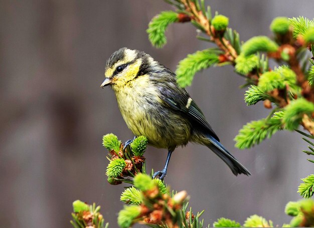 bluetit6375