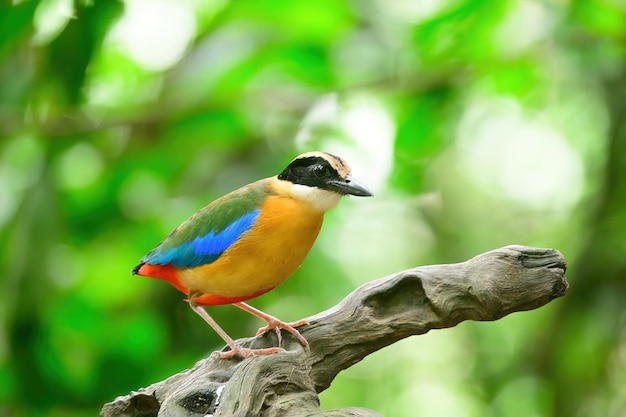 Bluewingedpitta une sorte d'oiseau auquel les ornithologues amateurs prêtent attention en raison des belles couleurs et de sa belle voix chantante