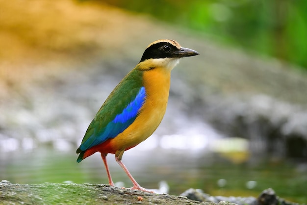 Photo bluewingedpitta une sorte d'oiseau auquel les ornithologues amateurs prêtent attention en raison des belles couleurs et de sa belle voix chantante