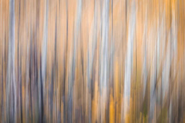 Photo blur de mouvement des troncs d'arbres dans la forêt d'automne art abstrait papier peint d'hiver