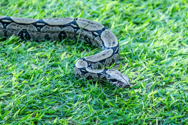 Boa (Boa constrictor) se promenant sur la pelouse.