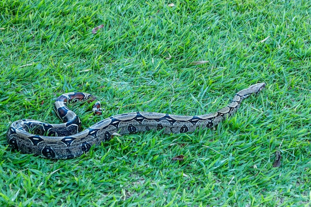 Boa (Boa constrictor) se promenant sur la pelouse.