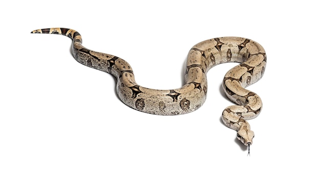 Boa constricteur reniflant avec la langue isolée sur blanc