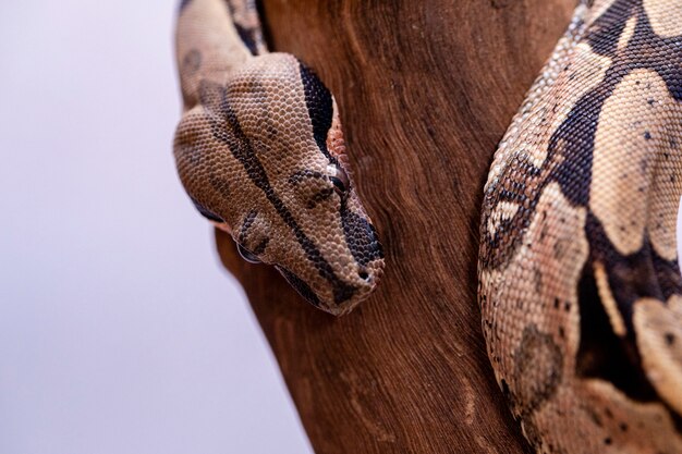Le boa constrictor (Boa constrictor), également appelé boa à queue rouge ou boa commun, est une espèce de gros serpent non venimeux à corps lourd qui est fréquemment gardé et élevé en captivité