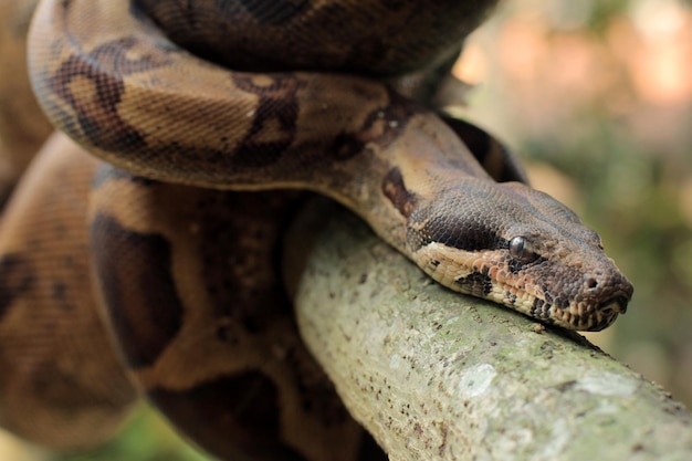 Boa constrictor également appelé boa à queue rouge ou boa commun est une espèce de serpent non venimeux