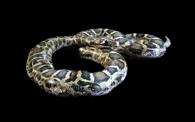 Boa Constrictor le plus grand serpent venimeux du monde isolé sur fond noir