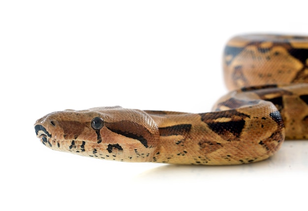 Boa constrictor