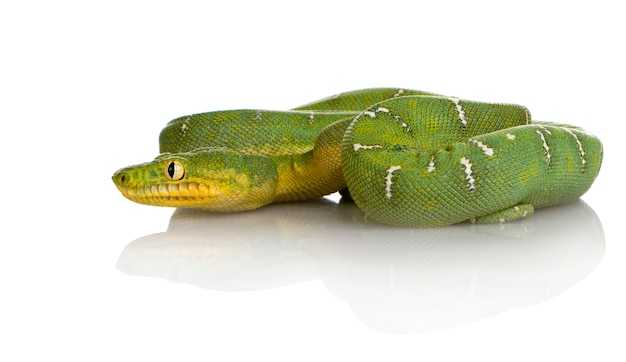 Boa émeraude - Corallus caninus en face sur un blanc isolé