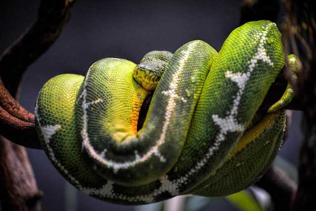 Photo boa émeraude (corallus caninus)