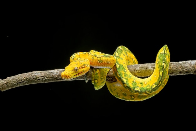 Un boa à ventre jaune est perché sur une branche