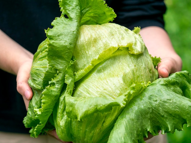 Un bob de chou iceberg dans la main Harvest Concept Natural Organic Farming