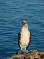 Photo bobbie aux pieds bleus