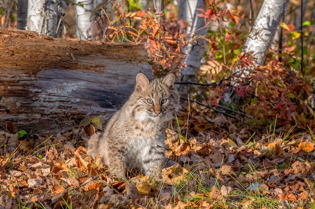 Bobcat Kitten dans la forêt de bouleaux en automne