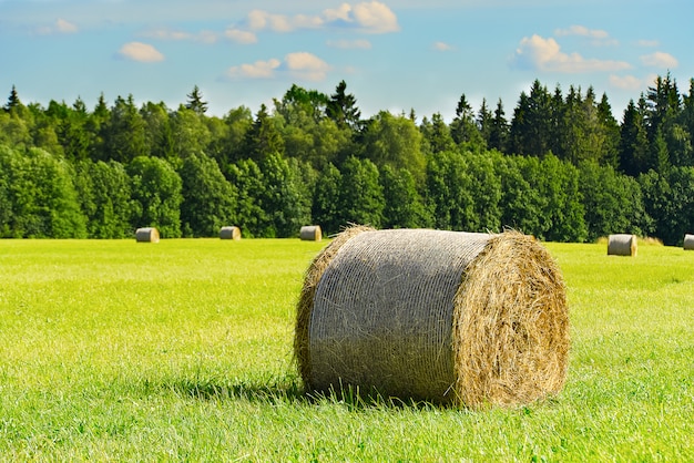 Des bobines de foin dans la prairie verte comme une forêt estompée et un ciel bleu.