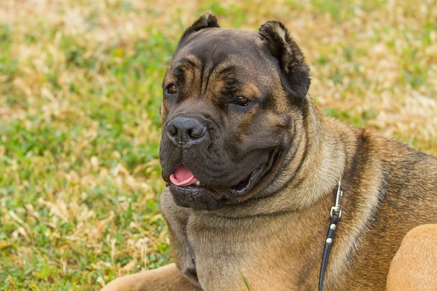 boerboel