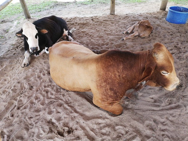 Boeuf brun couché dans une grange sur une ferme rurale..