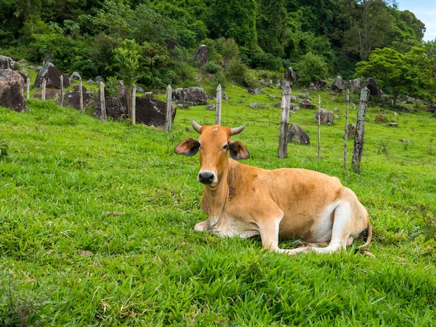 Bœuf brun sur pâturage vert - taureau - bétail - élevage de bétail