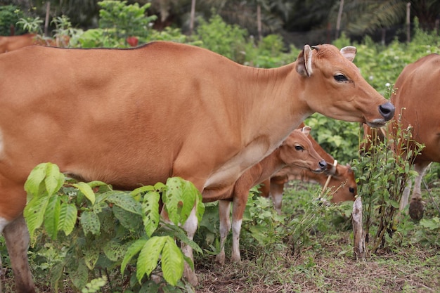 Bœuf domestiqué bœuf taureau banteng sapi bos javanicus mangeant de l'herbe sur le champ ferme de bœuf biologique