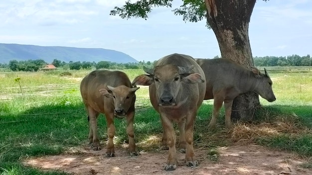 Bœuf mammifère buffle buffle thaïlandais dans le champ d'herbe buffle adulte avec son enfant