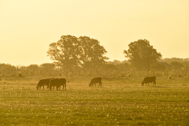 Des bœufs au pâturage dans la plaine des Pampas en Argentine