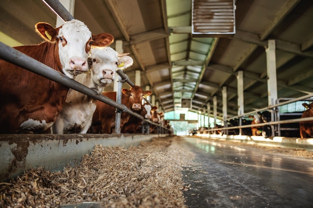 Bœufs debout dans le troupeau dans la grange. Ils mangent et regardent la caméra. Journée ordinaire à la ferme biologique.