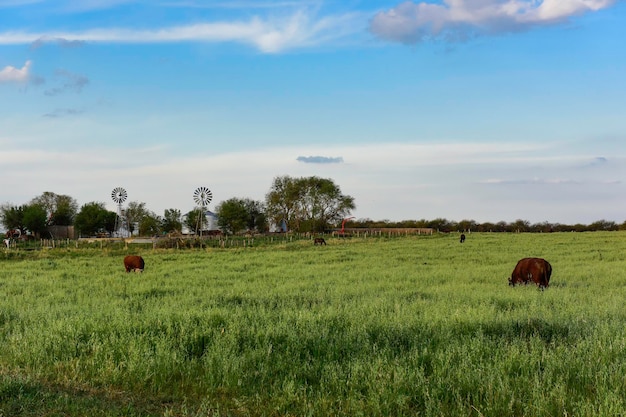 Boeufs élevés avec de l'herbe naturelleBuenos AiresArgentine