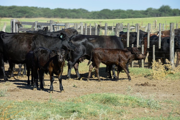 Bœufs et femelles élevés avec de l'herbe naturelle Production de viande argentine