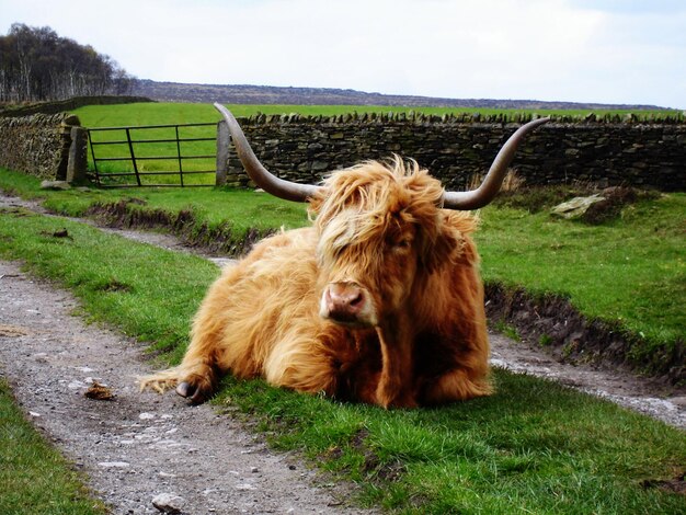 Bœufs de montagne se reposant sur un champ herbeux à la ferme