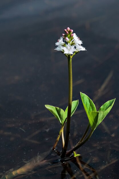 Bogbean (Menyanthes trifoliata)