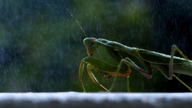 Photo le bogue mantis est sous la pluie