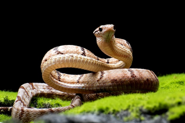 Boiga cynodon snake sur mousse avec fond noir Boiga cynodon snake closeup