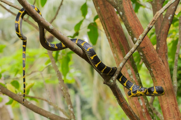 Boiga dendrophila, communément appelé serpent de mangrove ou serpent de chat à anneaux d'or sur la faune