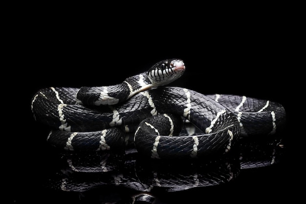 Boiga dendrophila , communément appelé serpent de mangrove ou serpent chat à anneaux d'or