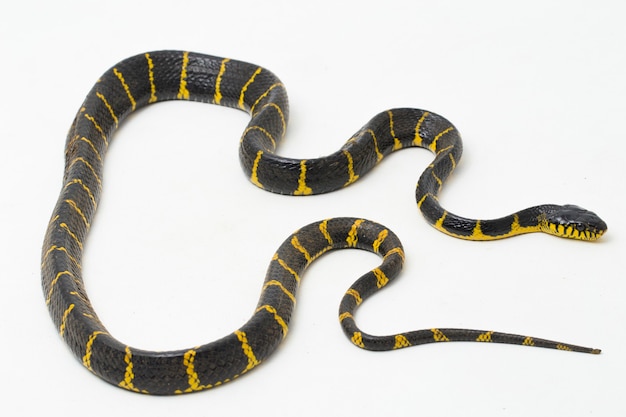 Boiga dendrophila communément appelé le serpent de mangrove ou serpent chat aux anneaux d'or sur fond blanc