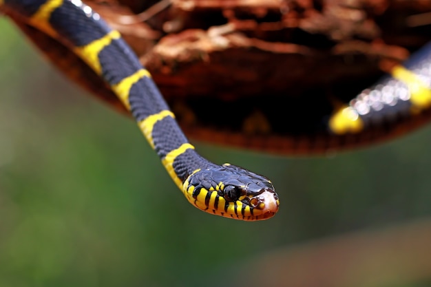 Photo boiga dendrophila, serpents anneau jaune