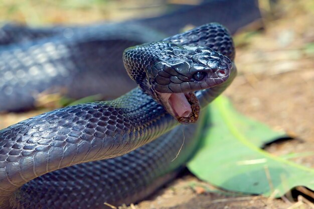 Boiga noir en colère