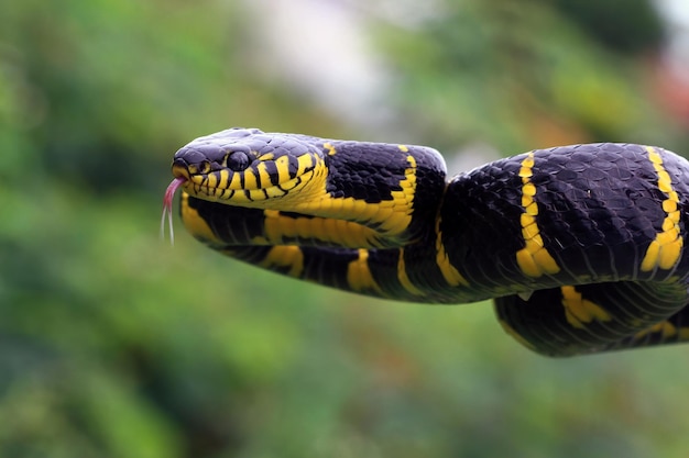 Boiga serpent dendrophila annelé jaune Tête de Boiga dendrophila