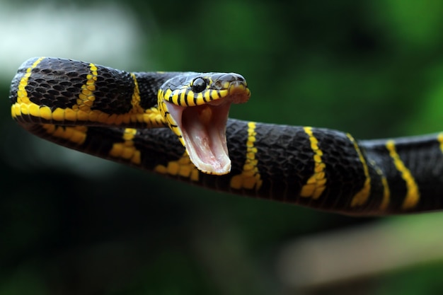 Boiga serpent dendrophila jaune annelé sur branch