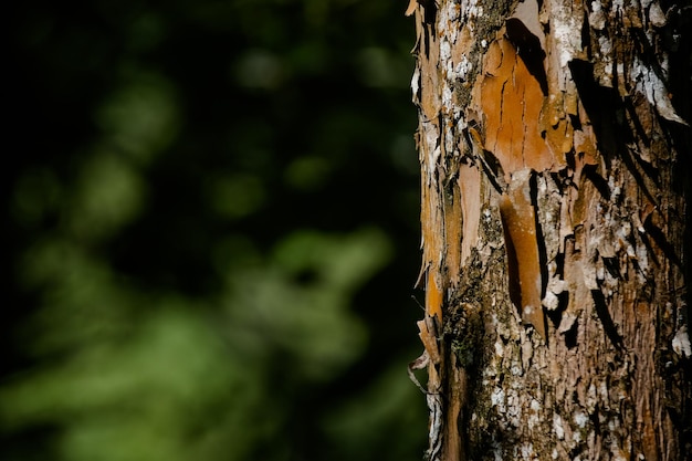 bois d'arbre avec écorce dans la nature