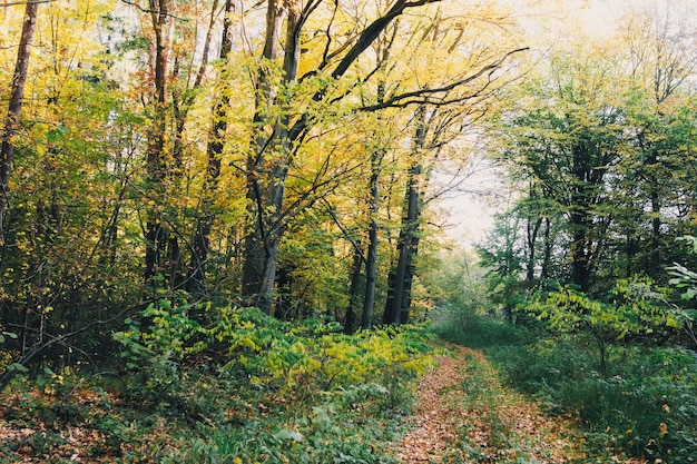 Bois d'automne Beaux arbres dorés et chemin d'accès dans les feuilles d'automne dans une forêt chaude et ensoleillée Chêne et charme arbres jaunes et verts Bonjour automne Moment tranquille Fond automnal