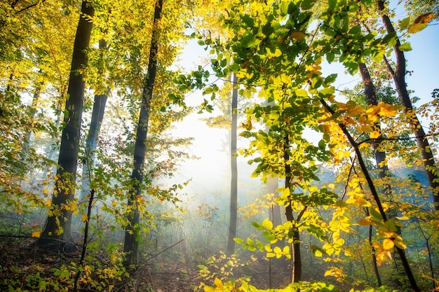 Bois d'automne illuminés par la lumière du soleil tôt le matin