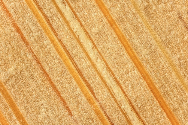 Bois de bambou - en fait une fibre d'herbe - structure sous photo au microscope à grossissement 4x