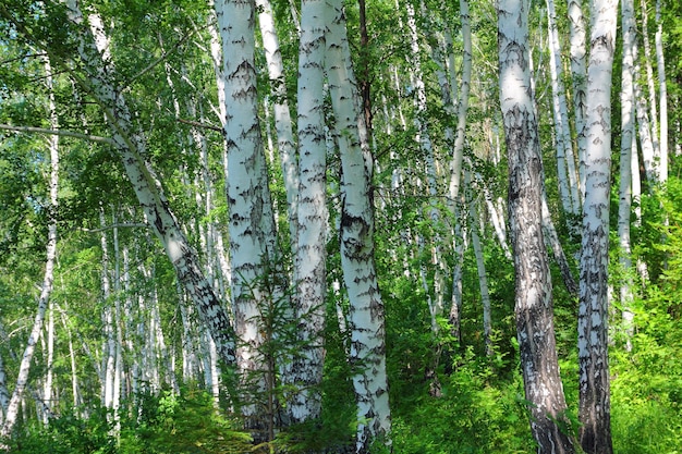 Bois de bouleau d'été